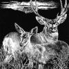 Mule Deer
© SKCoffman