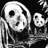 Giant Pandas
© SKCoffman