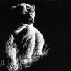 Polar Bear
© SKCoffman