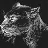 Black Leopard
© SKCoffman